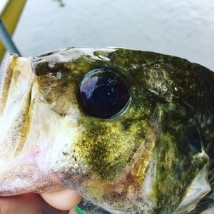 Meet your Posher, Ivan